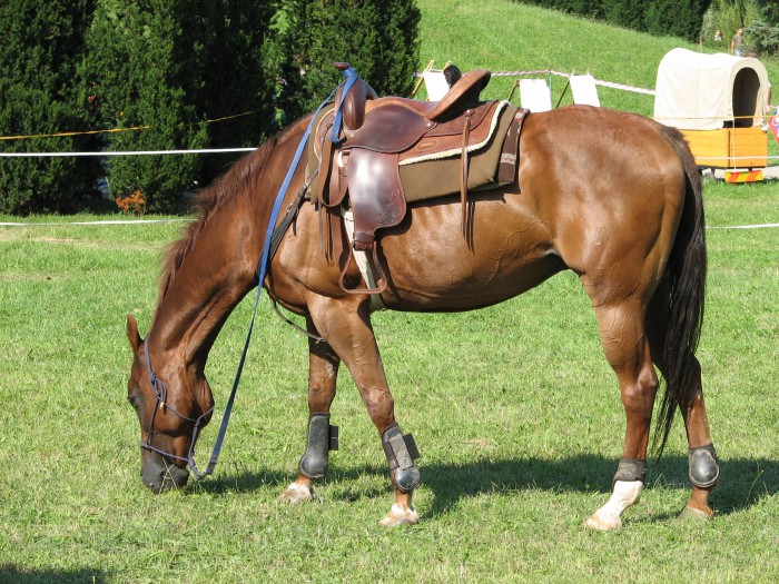 The gold for the french horse ridders in Olympic Game !!